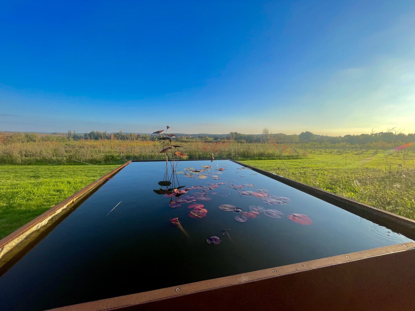 Bassin à carpes rouges au reflets bleus sombres