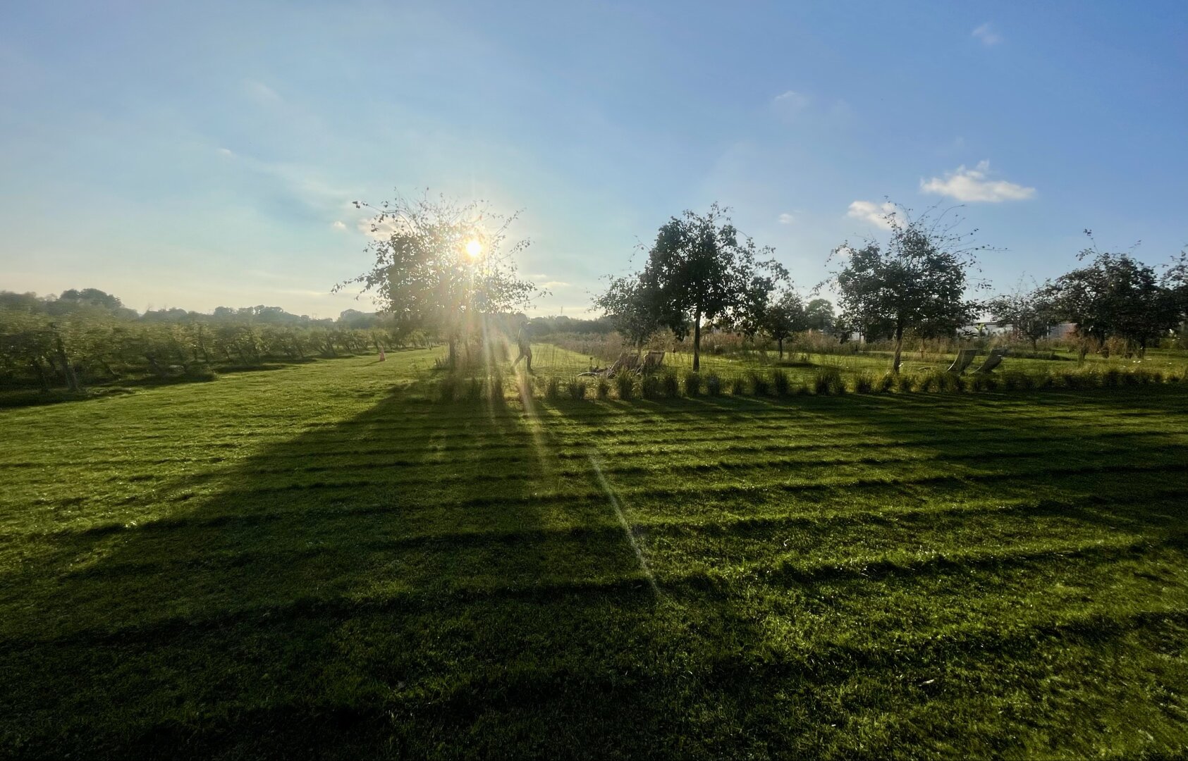Coucher de soleil sur champ de pommier et pelouse tondue une ligne sur deux