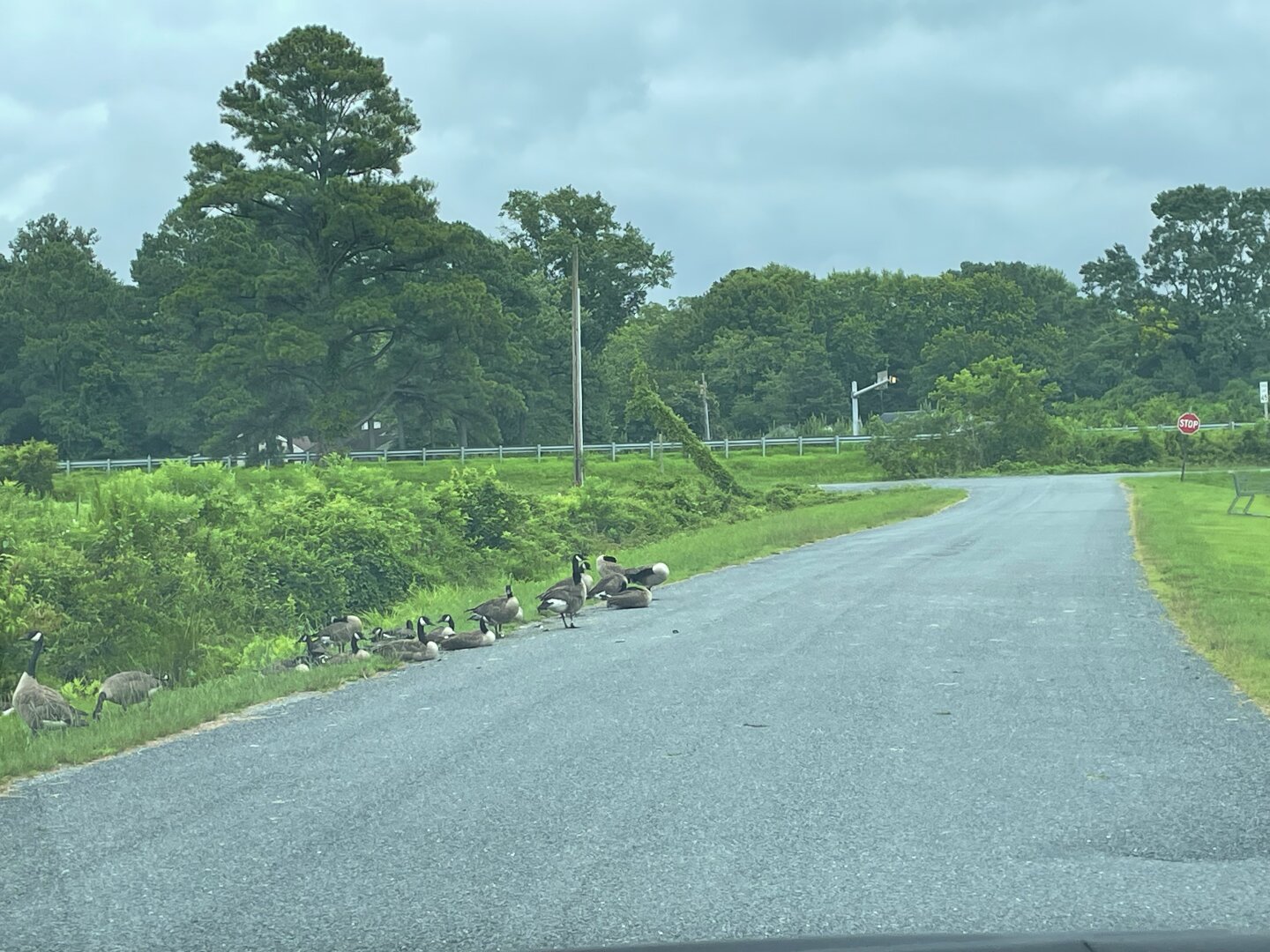 A group of Canada geese lying about on the side of an empty road in the grass.