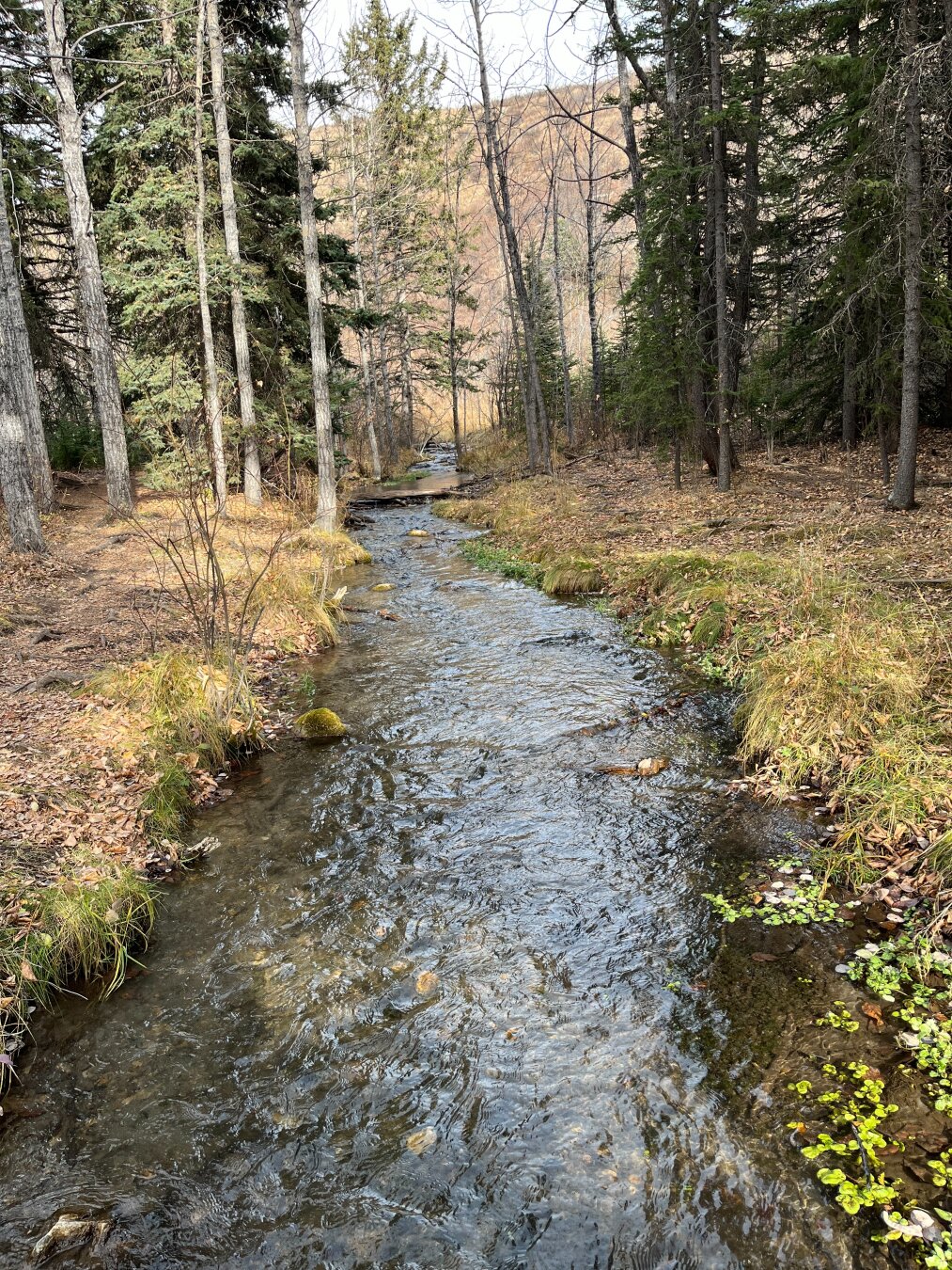 A narrow stream flows through a forest with tall trees and dry leaves on the ground, during autumn.