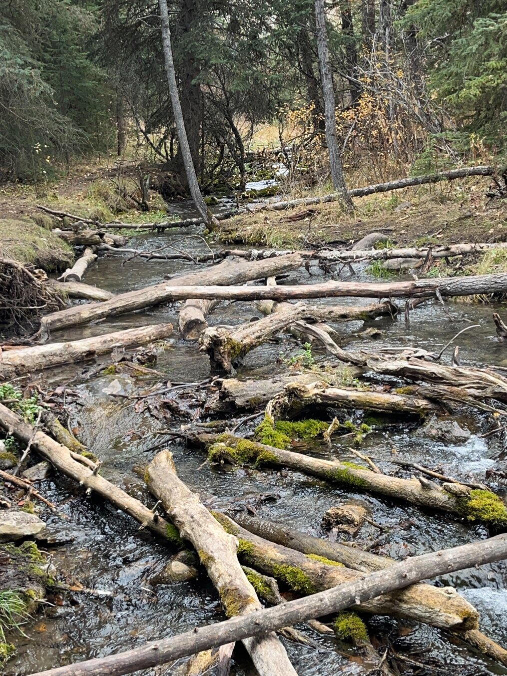 A small stream flowing through a forest with fallen logs and trees on the banks, surrounded by dense greenery and moss.