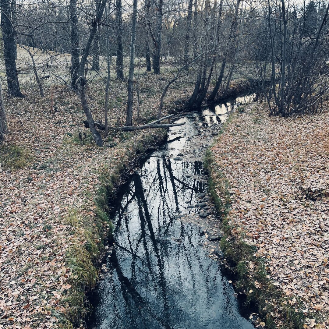 A small stream flowing through a frostbitten leaf-covered forest terrain with leafless trees reflecting on the water's surface.