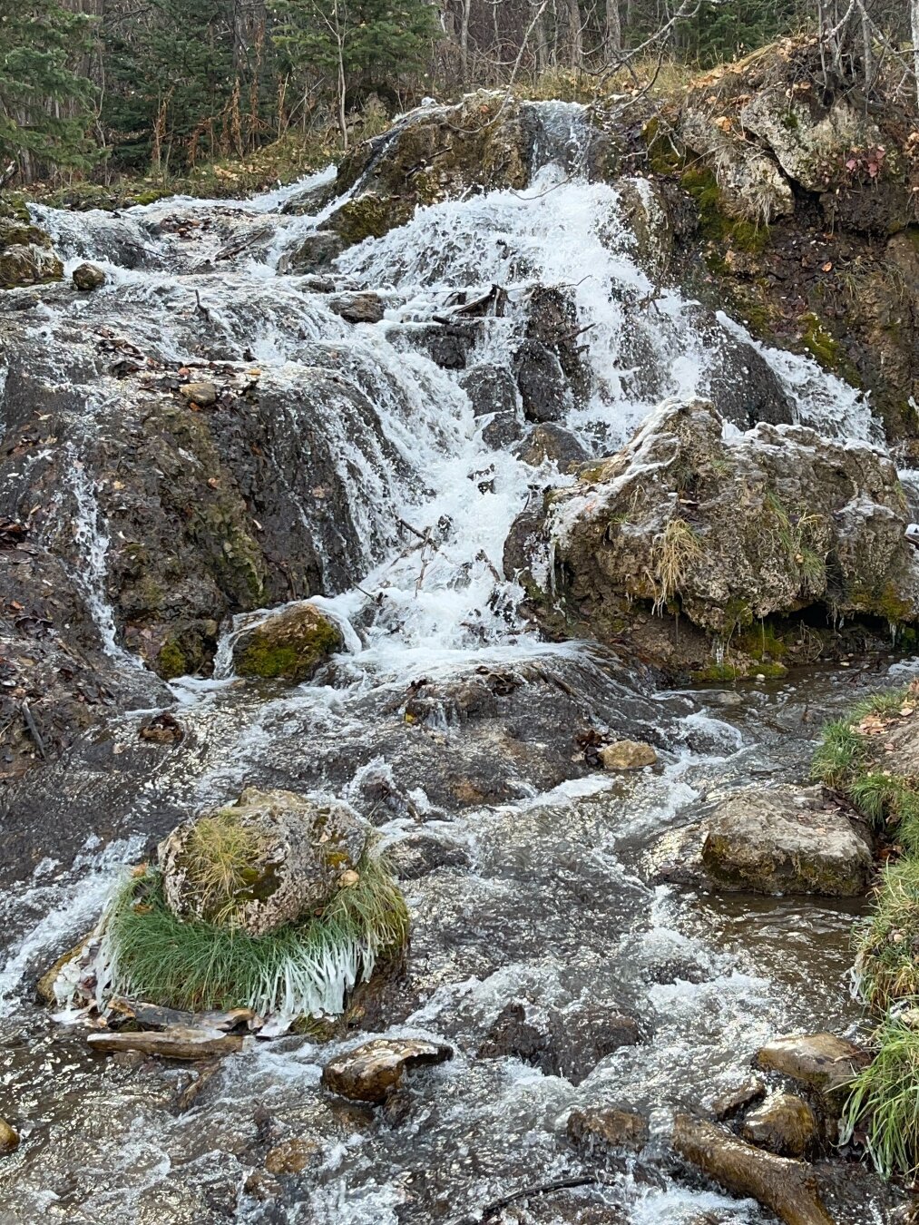 A small, cascading waterfall flows over rocks in a forest creek, surrounded by green plants and trees.