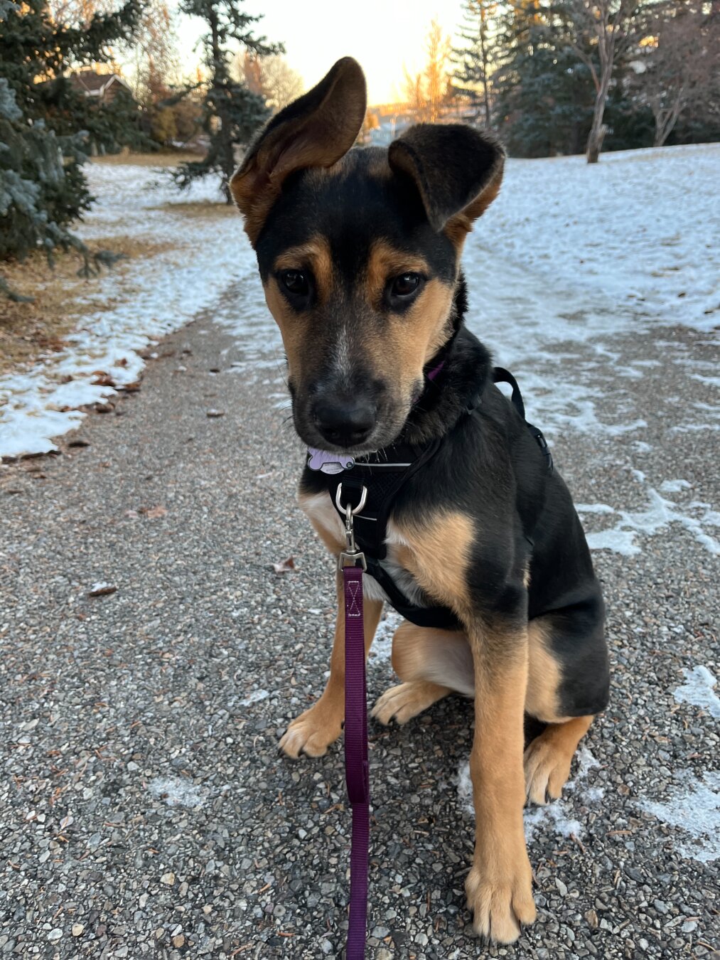 A young black and tan dog with one ear up and one ear flopped down, sitting on a gravel path in a snowy park at sunrise.