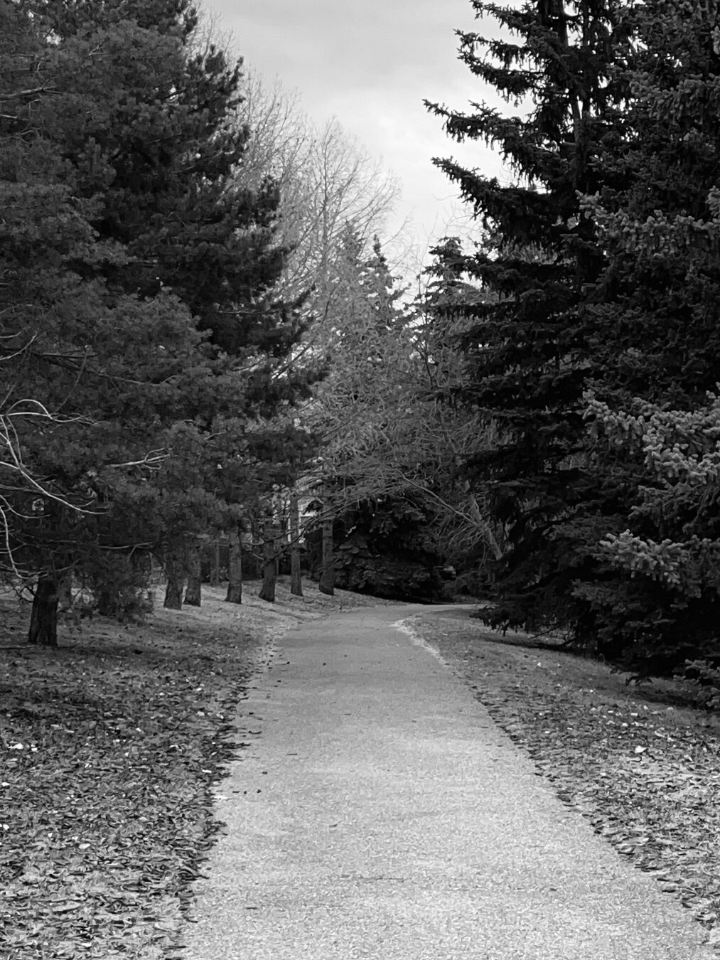 A black-and-white photo of a winding park path surrounded by tall trees with bare branches on the left and evergreen trees on the right.