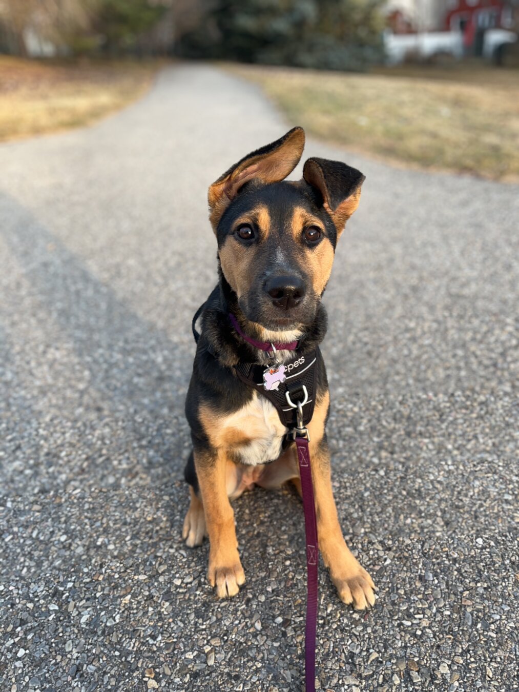 A small black and tan dog with one floppy ear, sitting on a gravel path with trees and houses in the background.