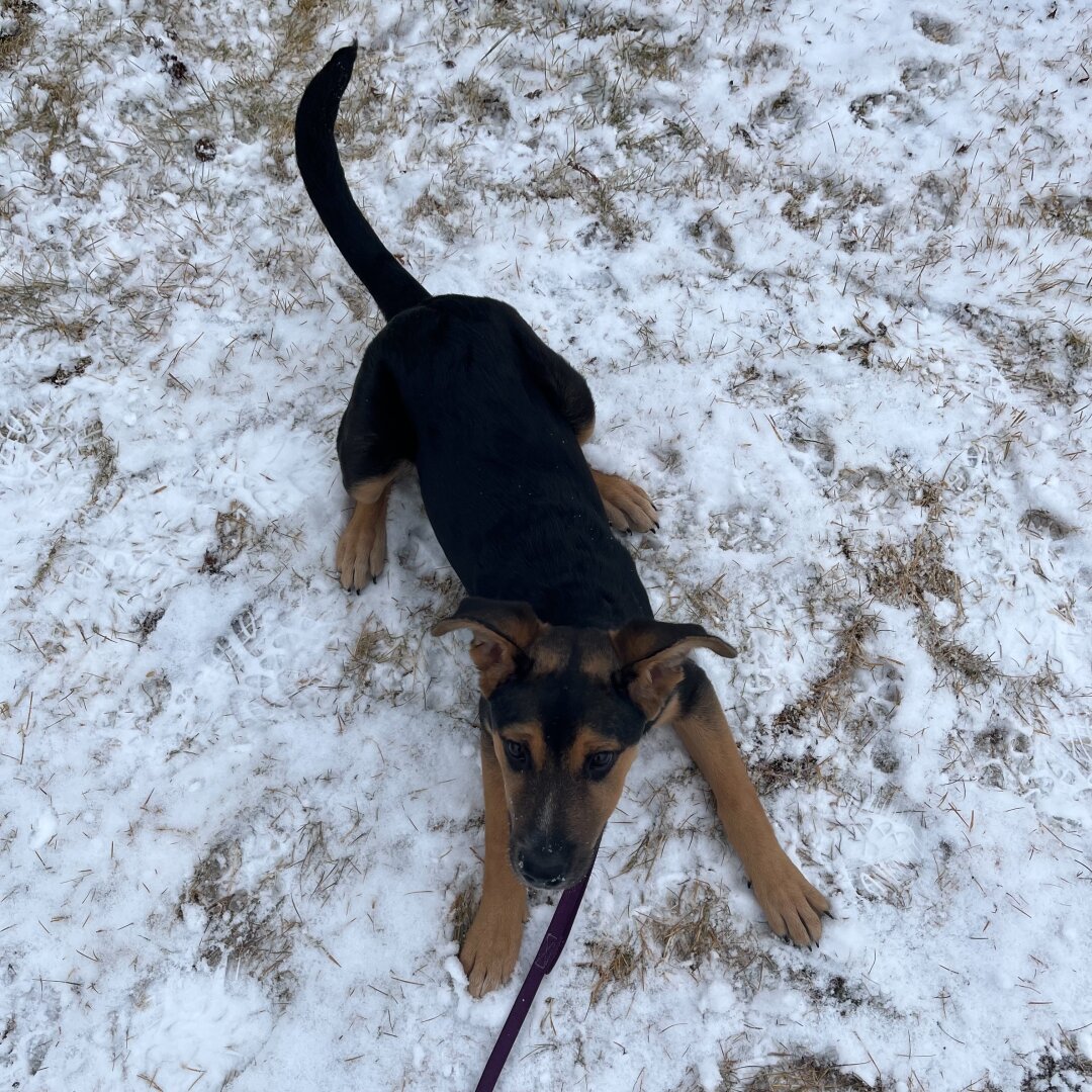 A black and tan puppy lying on snow-covered ground, looking up with ears flopped over.