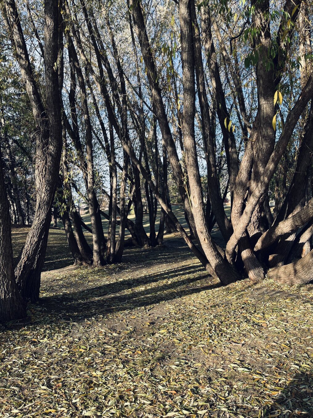 Sunlit trees with twisted trunks casting long shadows on a leaf-covered ground in a park.