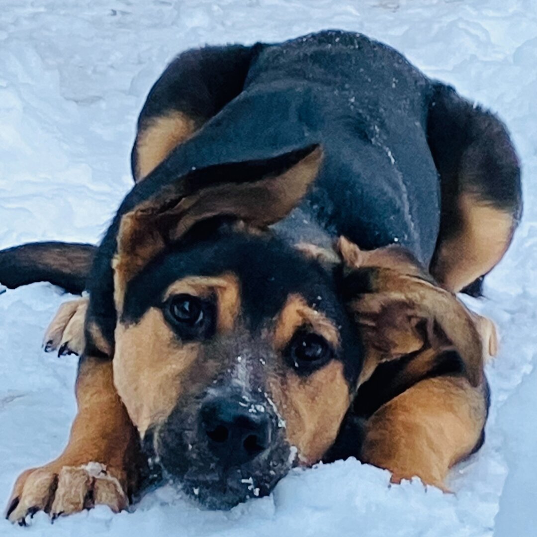 A puppy with black and tan fur lying on snow, looking directly at the camera with a relaxed expression.