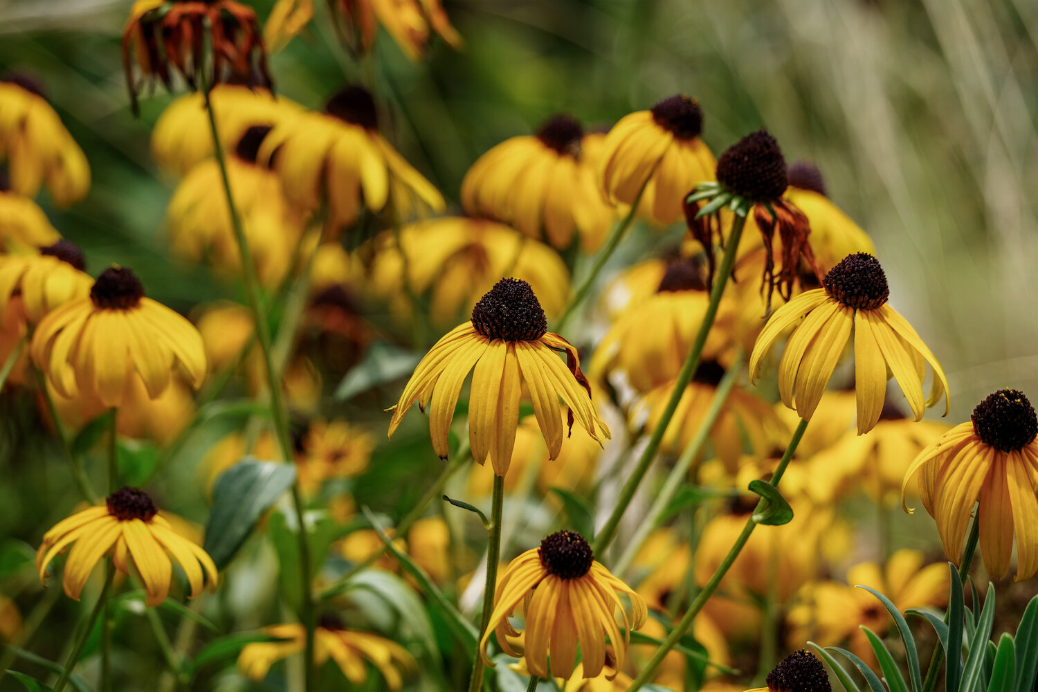 A macro shot of a vibrant Rudbeckia (Black-Eyed Susan) garden. Bold yellow petals, some slightly drooping, radiate around deep brown, cone-shaped centres. The flowers, in sharp focus, dance against a soft, green, blurry background, bathed in rich natural light, evoking the height of summer.