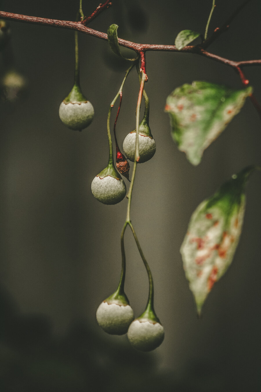 Hanging gracefully from a slender branch, small green fruits of the Japanese snowbell tree ripen into smooth, teardrop-like spheres. The delicate stems form elegant geometric lines against a dark, moody background, capturing the quiet texture of the leaves and subtle shadows of nature in gentle ambient light.