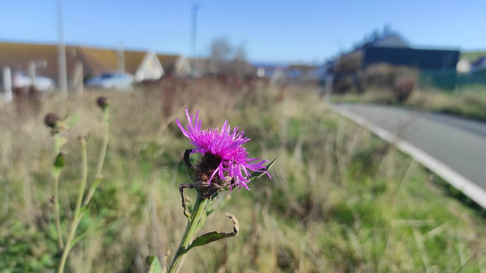 Close-up of pinky purple flower, looking somewhat like a thistle, blurred urban background
