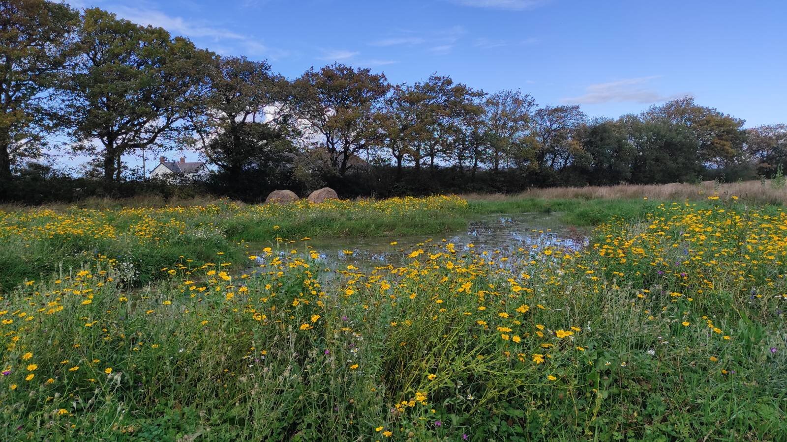 Wet area, surrounded by yellow flowers and trees on one side