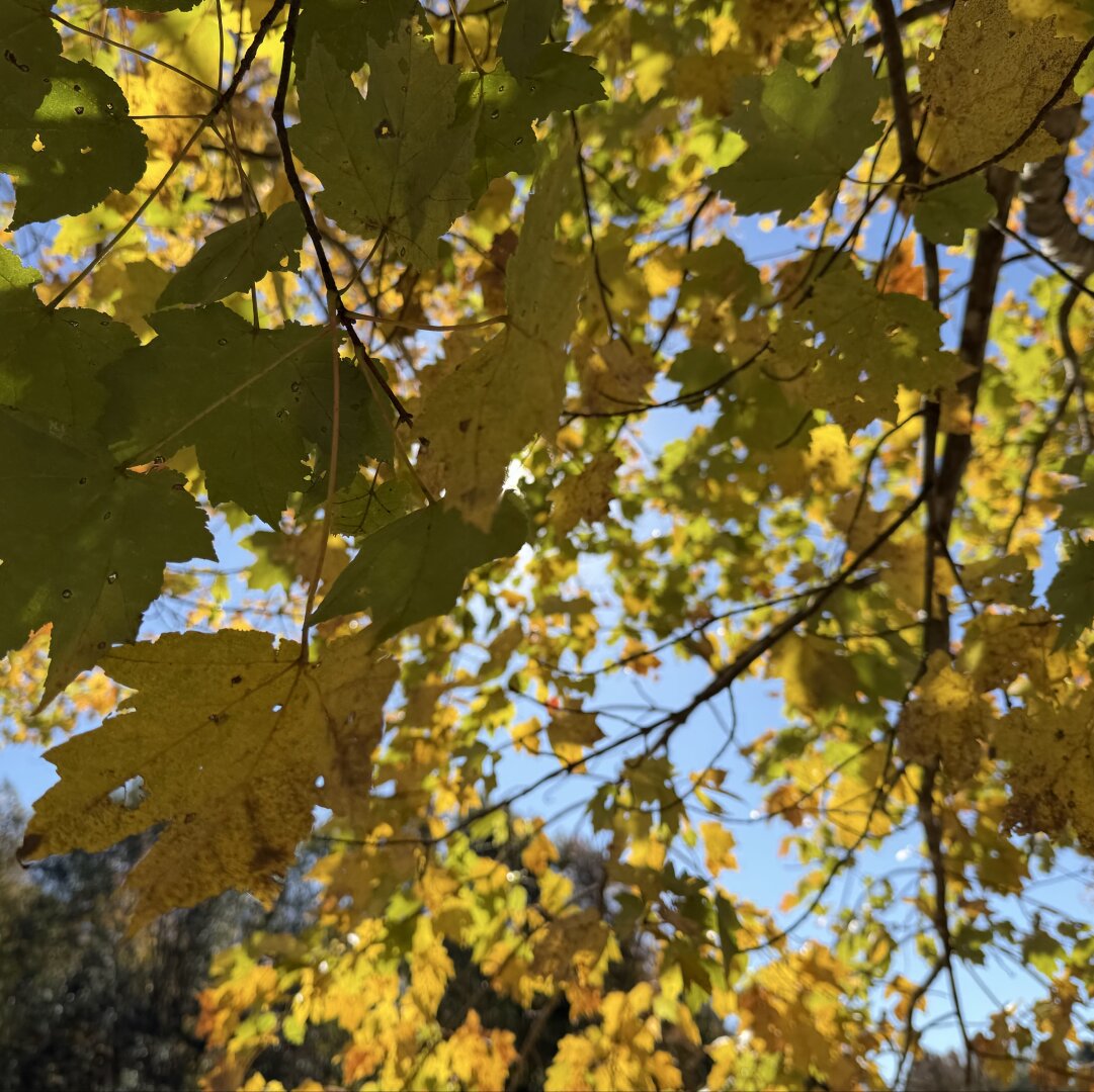 Green and gold leaves on a tree branch in the fall