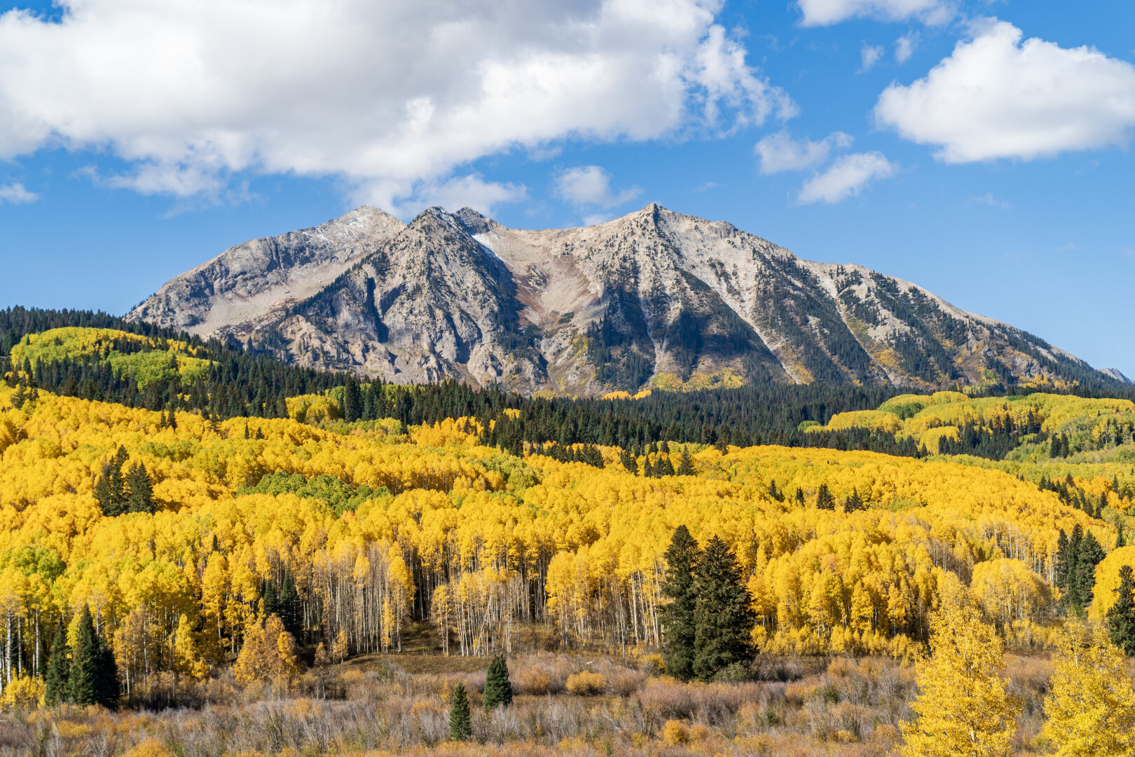 Aspen trees in the fall with a mountain peak in the background