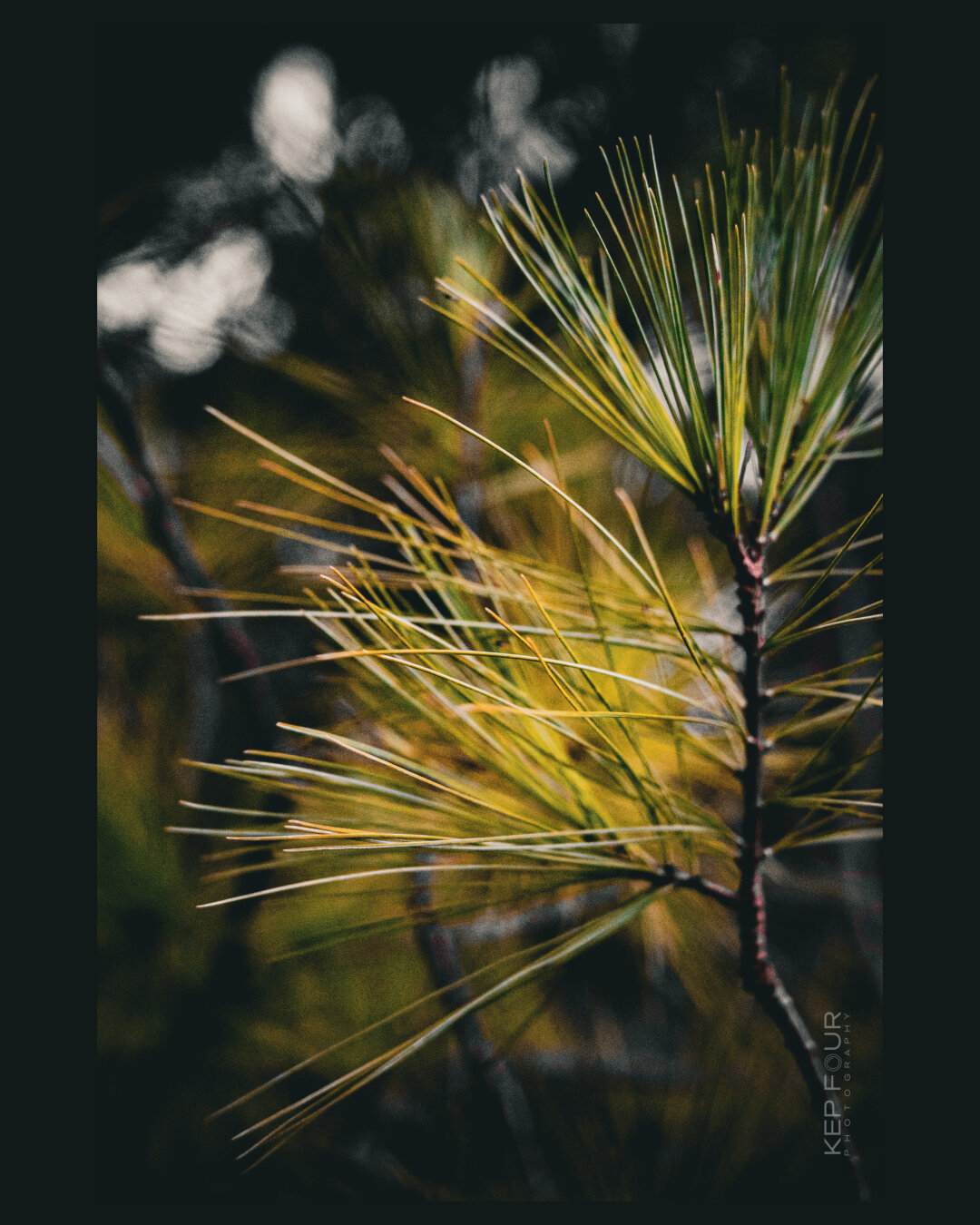 Nahaufnahme eines Zweigs mit langen, gelb-grün leuchtenden Kiefernnadeln. Die Nadeln stehen scharf im Fokus vor einem sehr dunklen, unscharfen (Bokeh) Hintergrund aus Lichtpunkten und dunklem Laub. Die Aufnahme hat eine dunkle, stimmungsvolle Ästhetik.