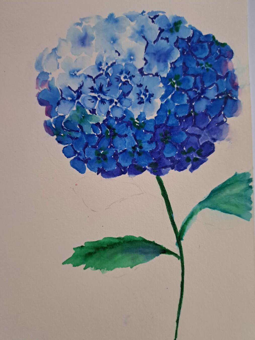 watercolour blue hydrangea