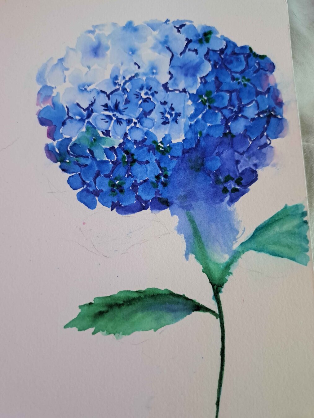 watercolour blue hydrangea with smear of blue paint