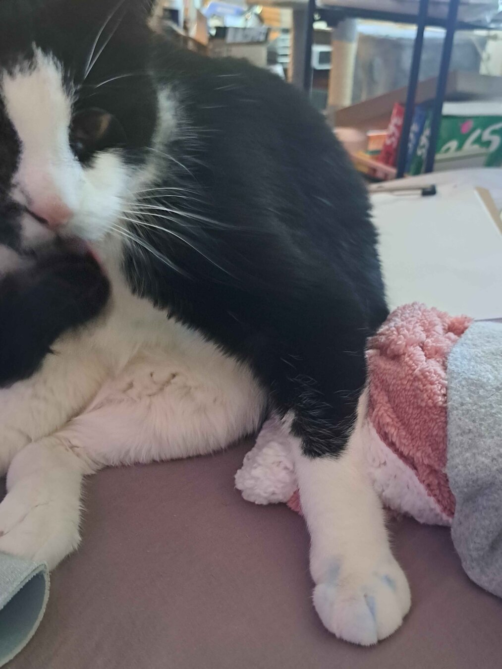 black and white cat with blue on his paws