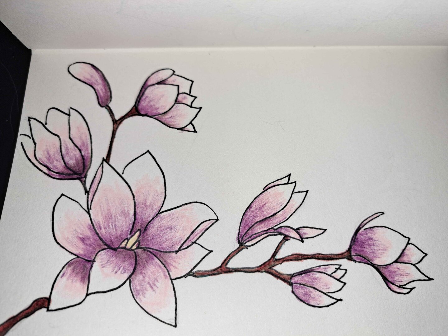 Coloured pencil drawing of magnolia branch in soft pinks