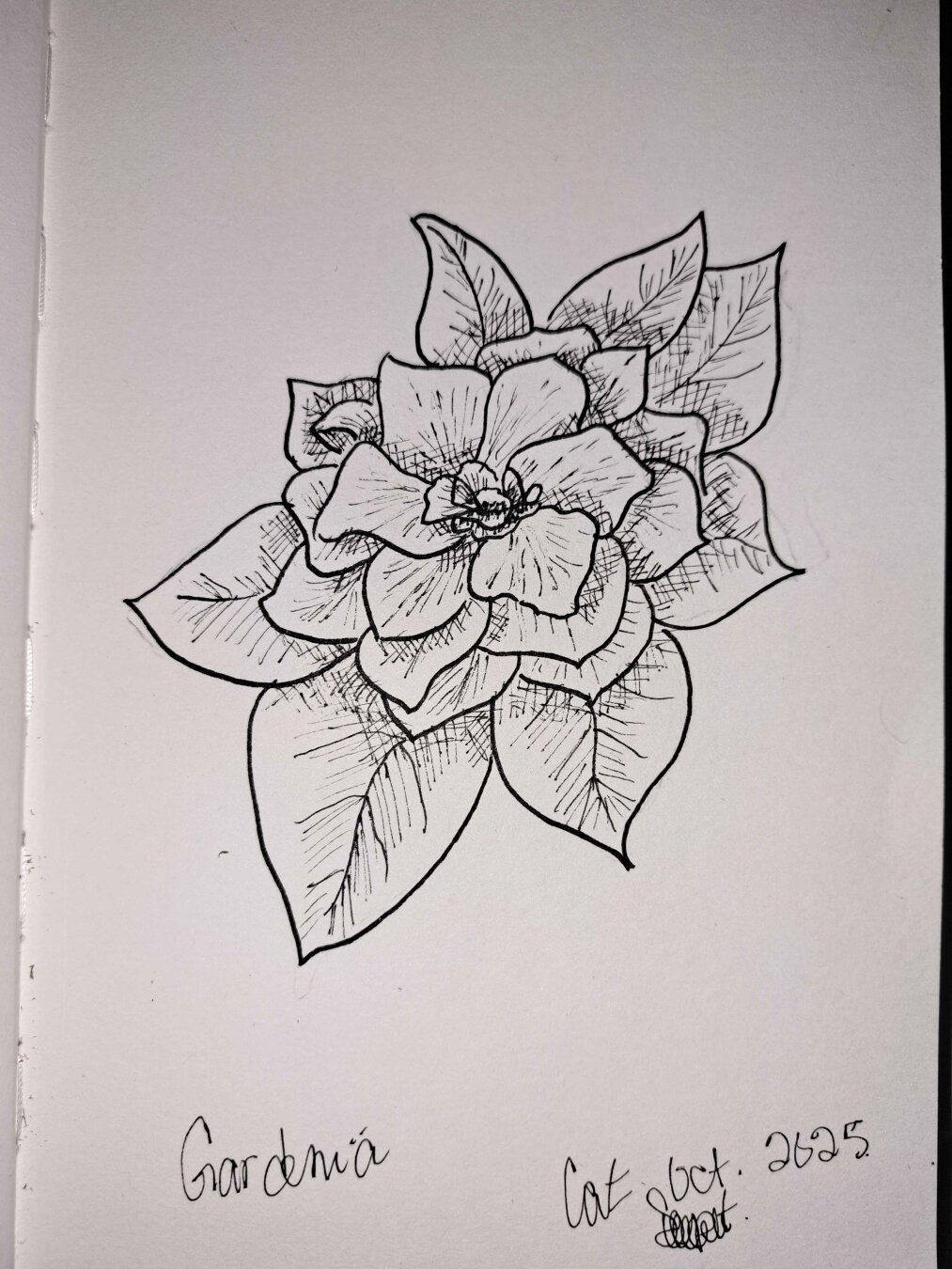 black and white ink sketch of a gardenia