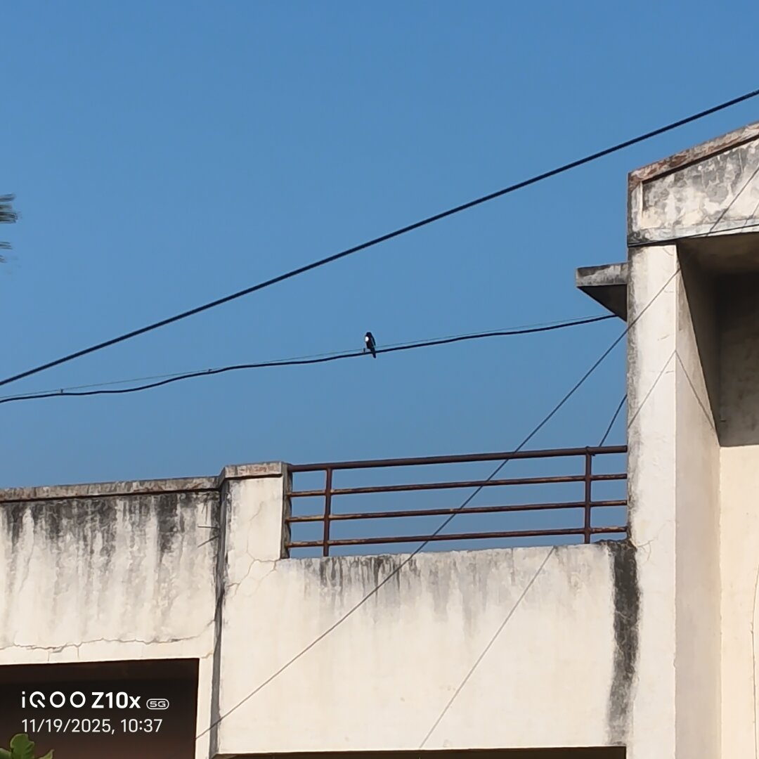 bird on a wire