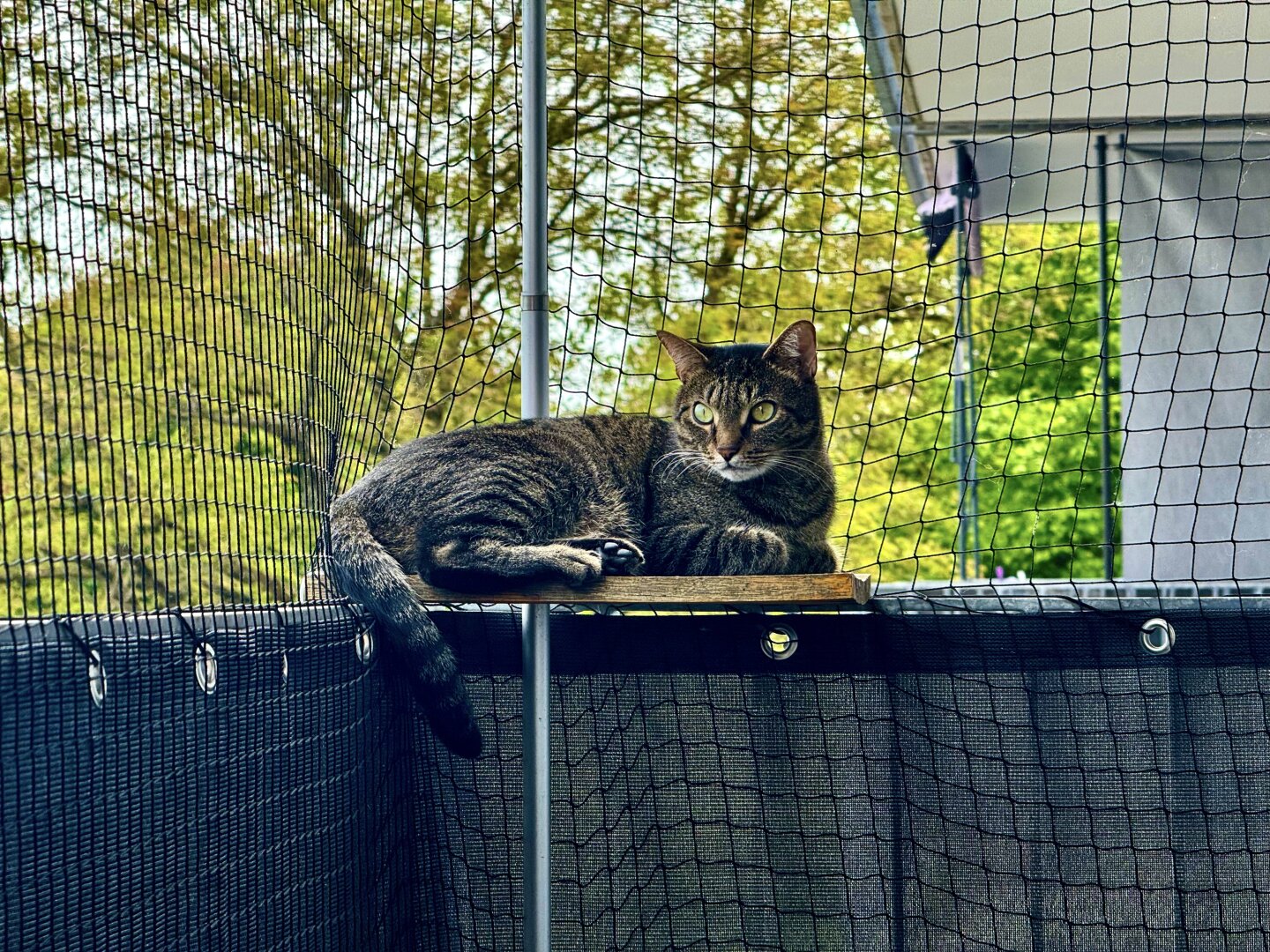 A tabby cat sitting on the edge of a balcony