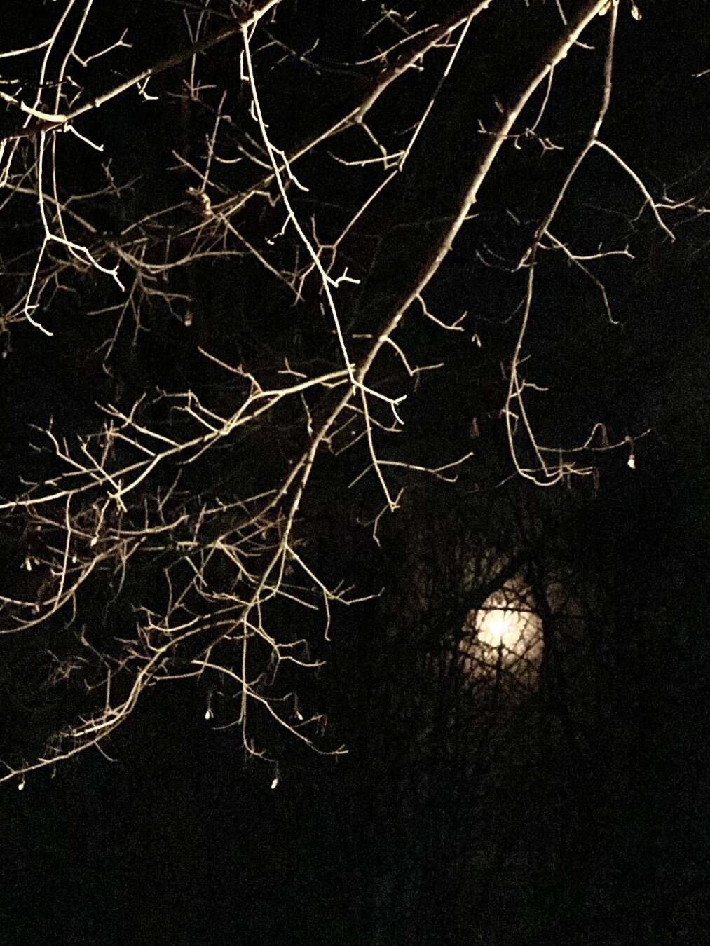 A starkly black sky is interrupted by illuminated naked branches. The faint glow of the moon is also interrupted by the dark silhouette of these same branches
