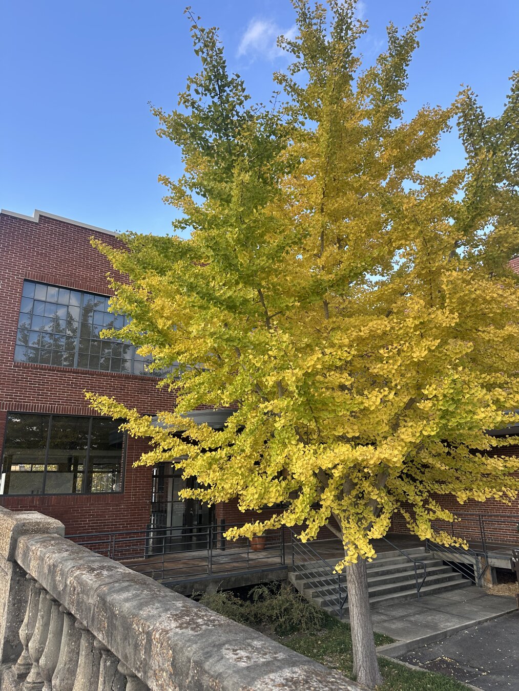 Yellow ginkgo tree in front of red brick building. Blue sky above.