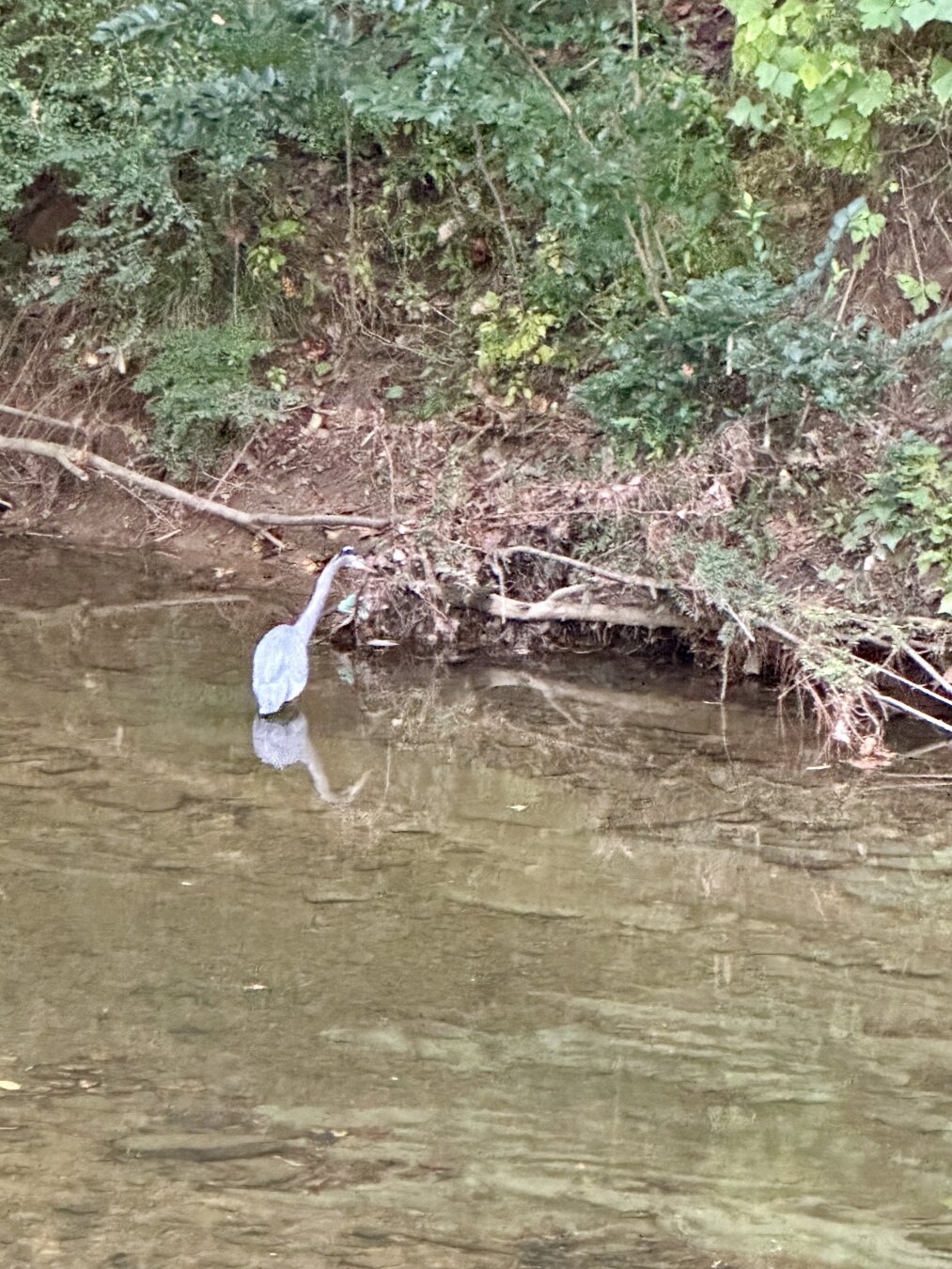 Gray bird walking in stream of brown water. Green leaves overhead.