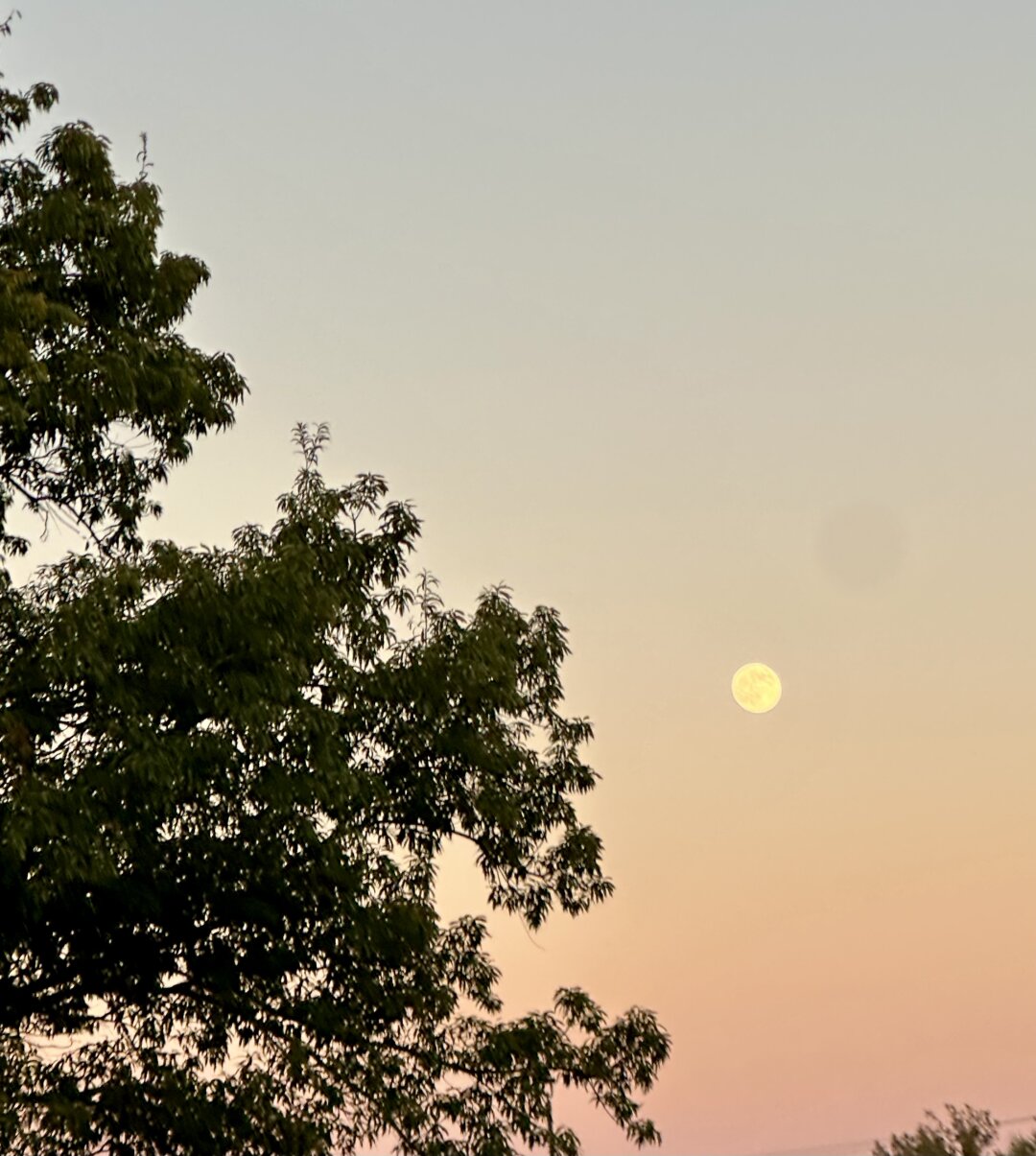 Pale sky; tree on the left; moon towards the right