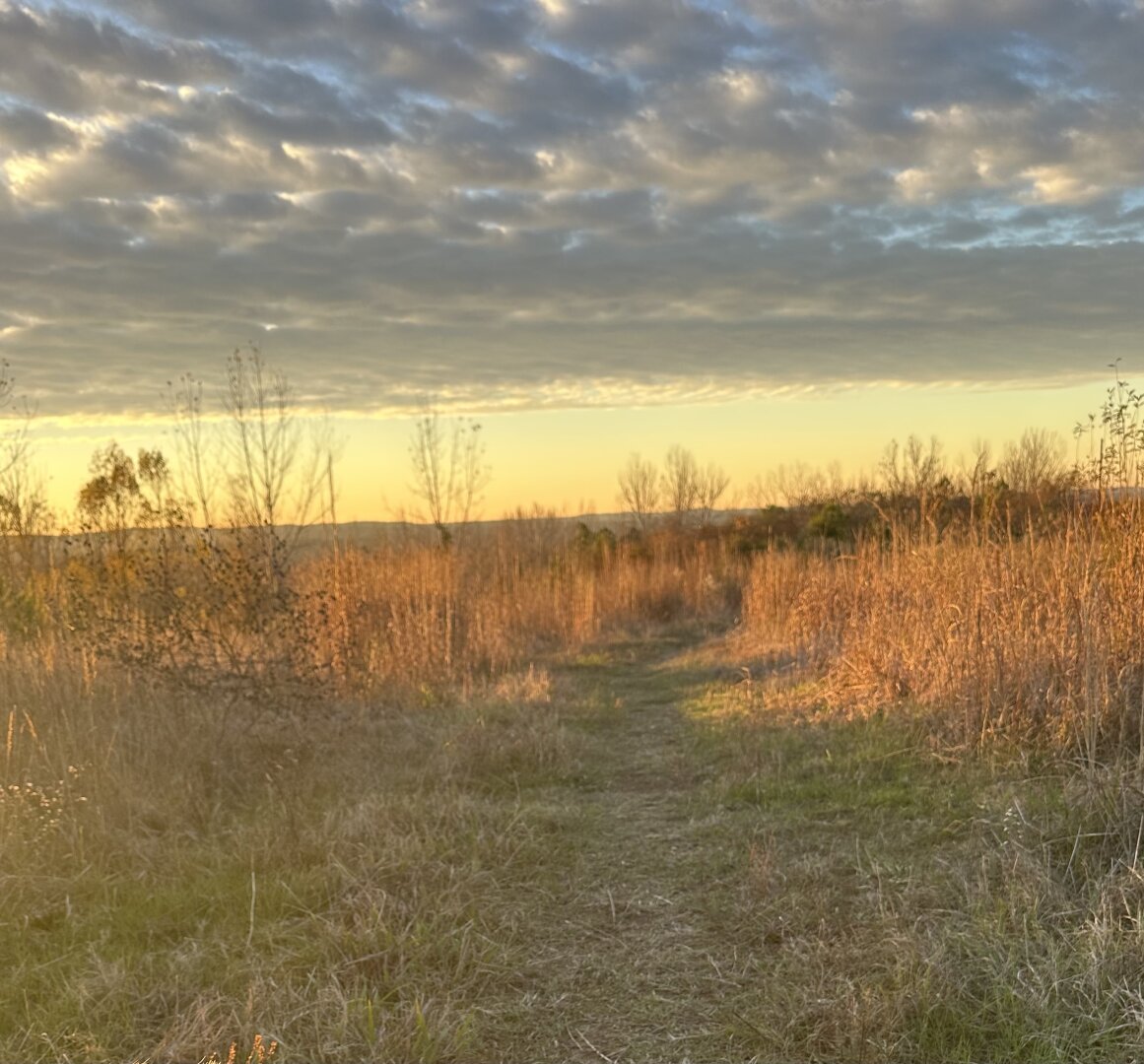Grassy path with clouds above