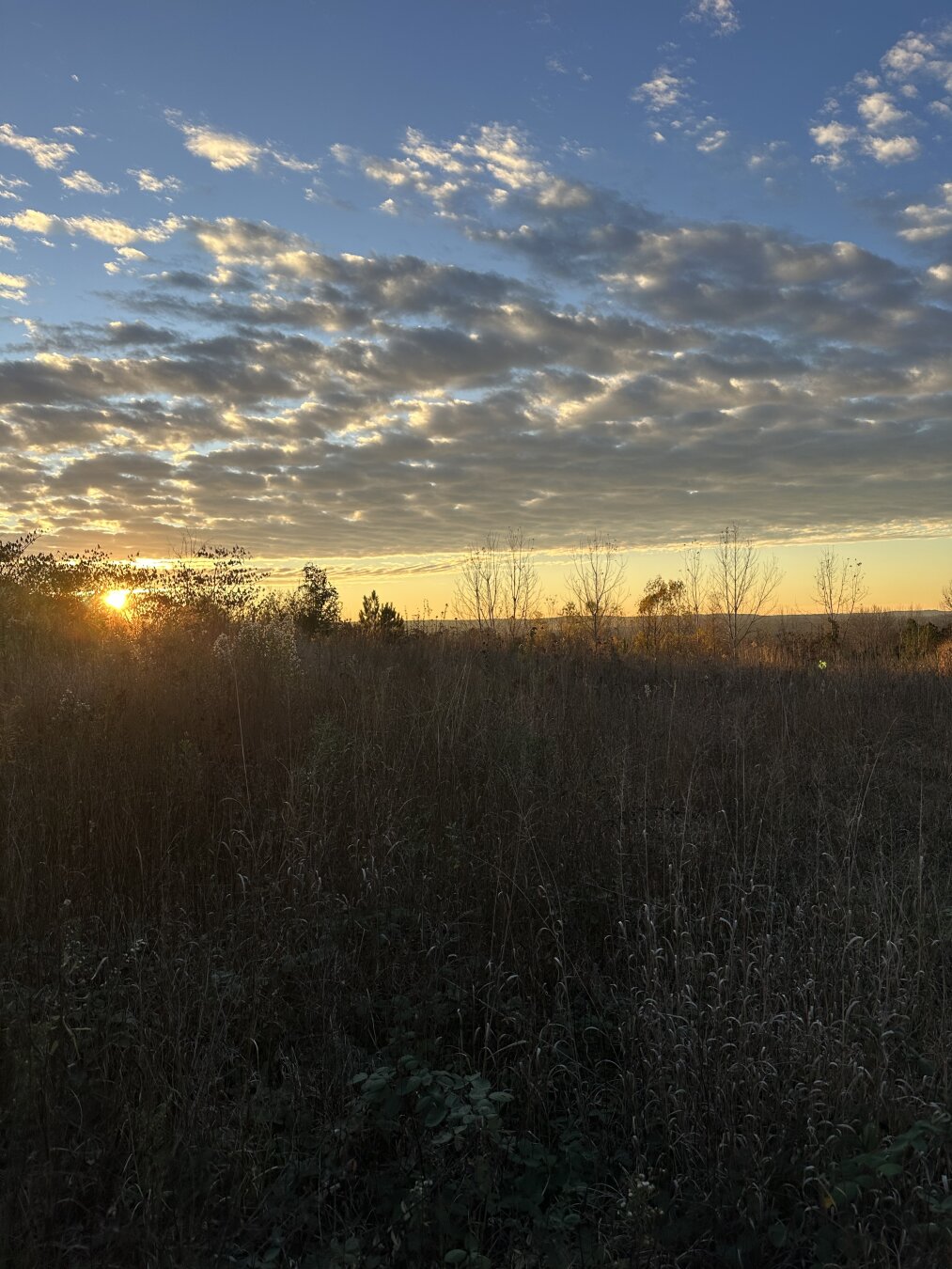 Grassy path with clouds above