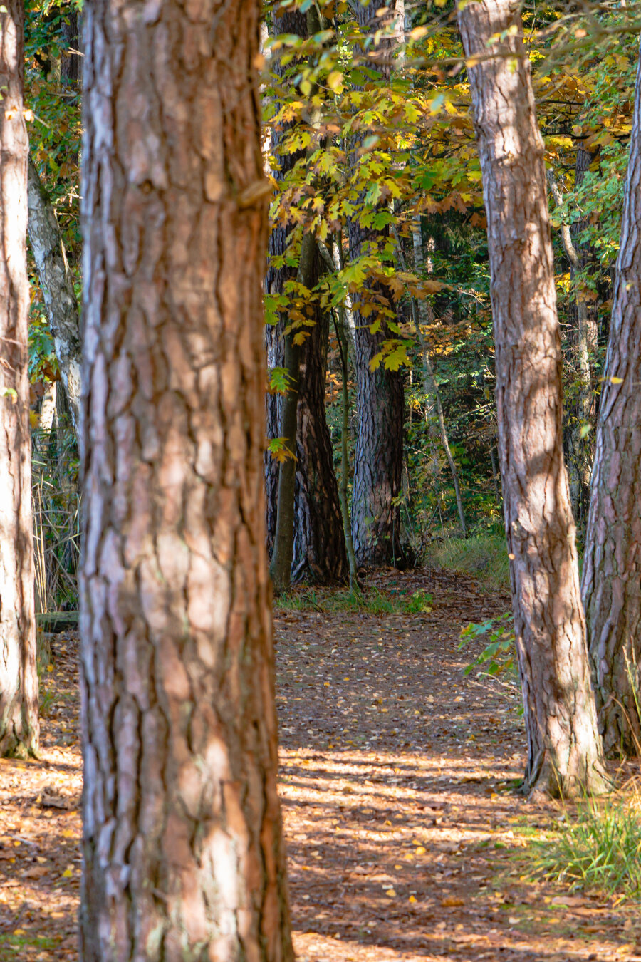#autumn #dechsi #franconia #erlangen