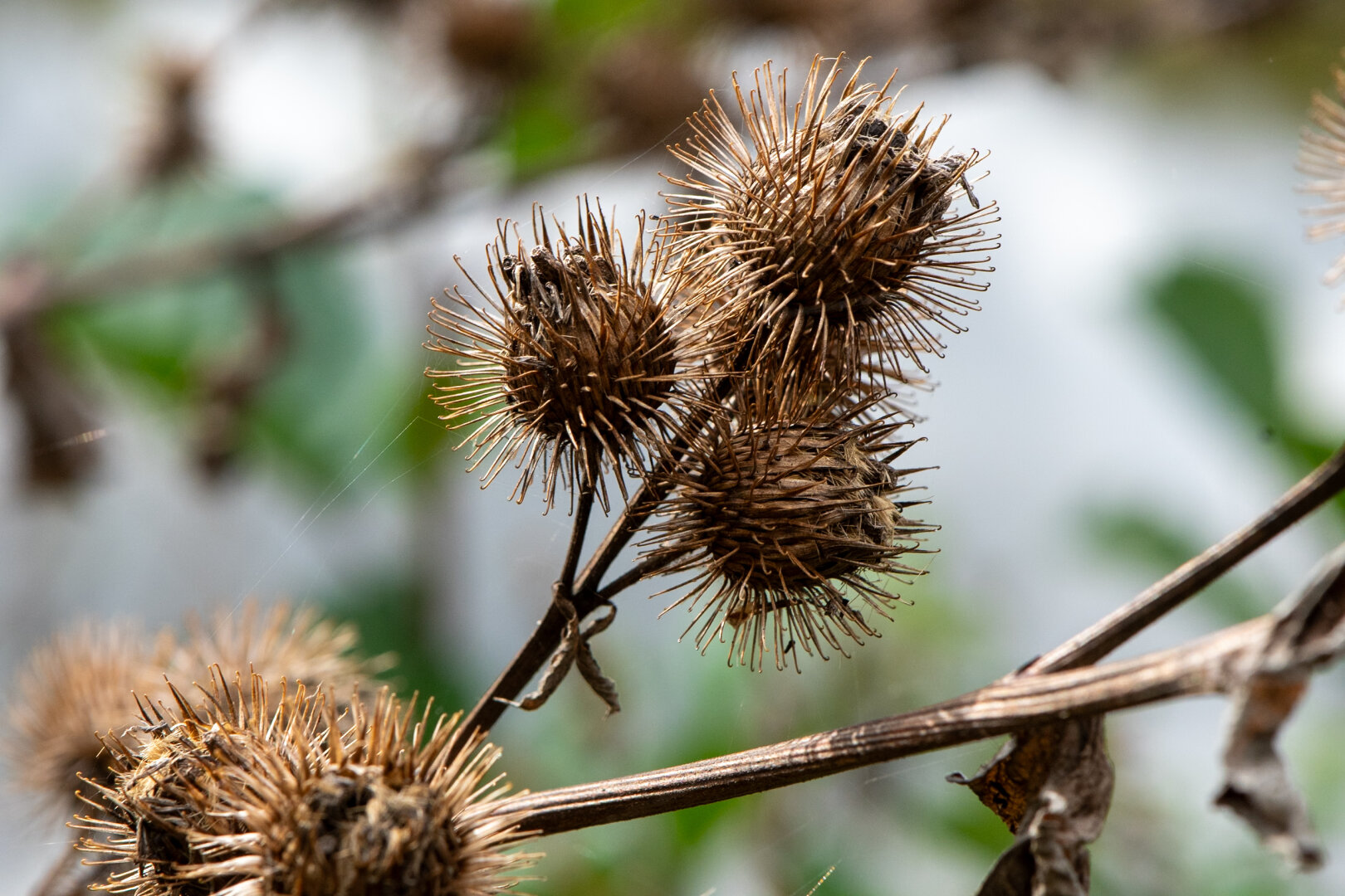 #autumn #dechsi #franconia #erlangen