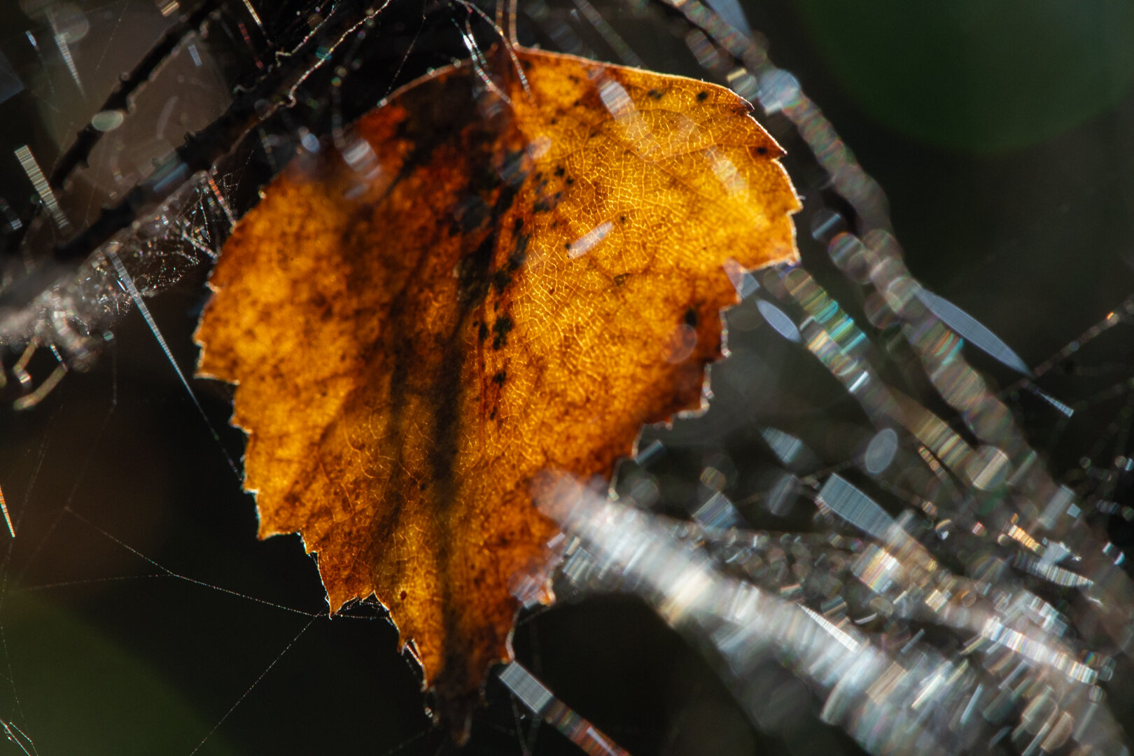 #autumn #dechsi #franconia #erlangen