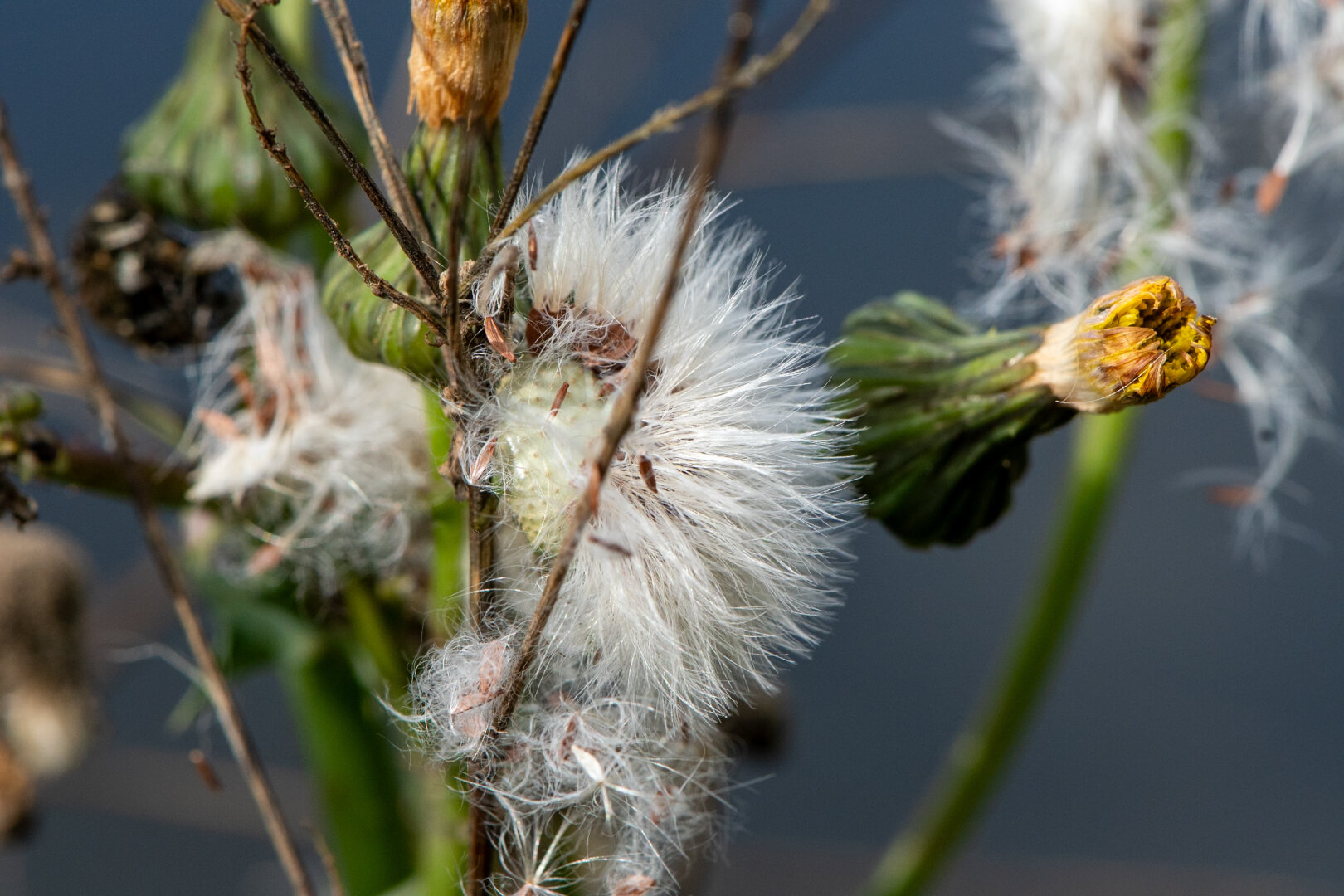 #autumn #dechsi #franconia #erlangen