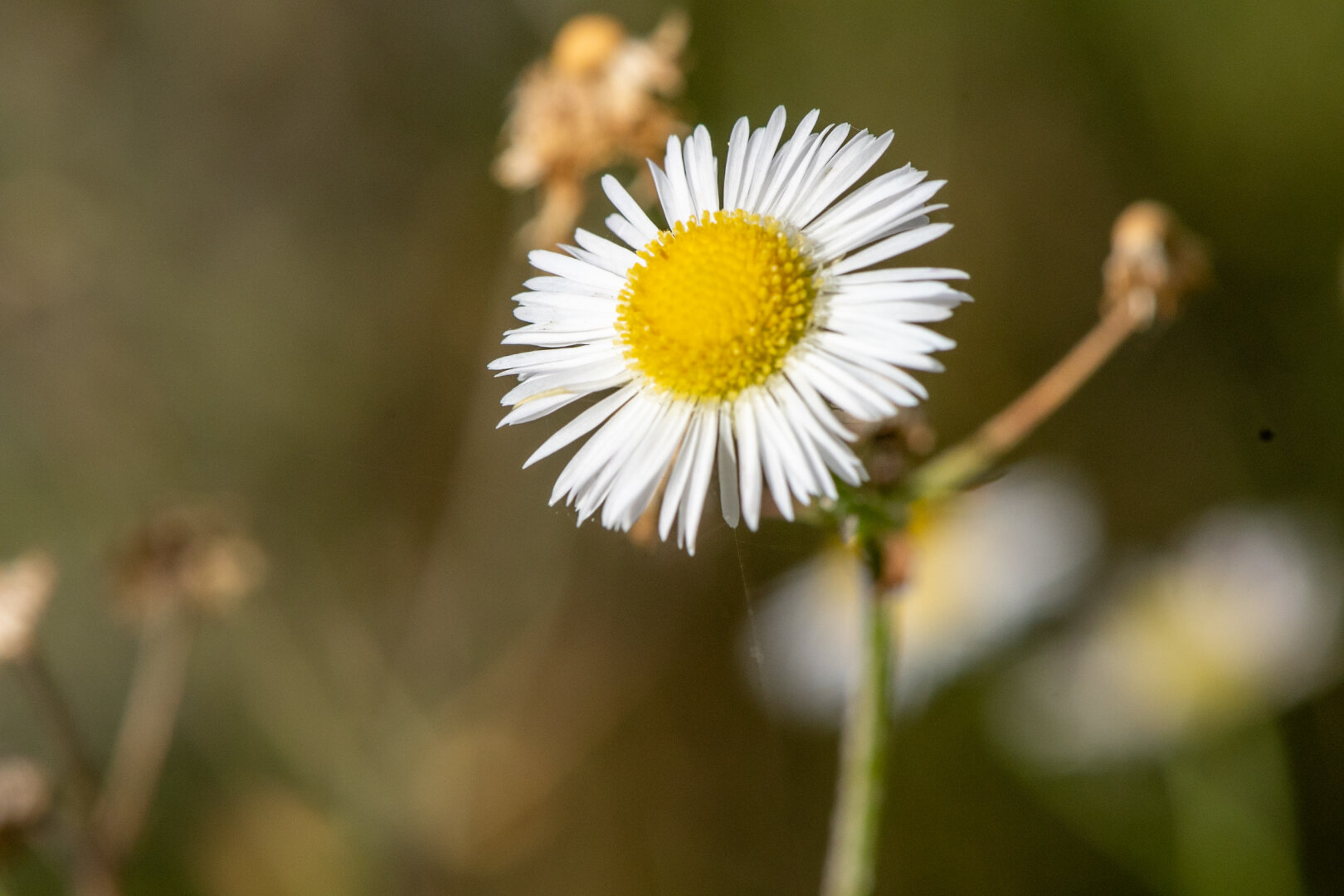 #autumn #dechsi #franconia #erlangen
