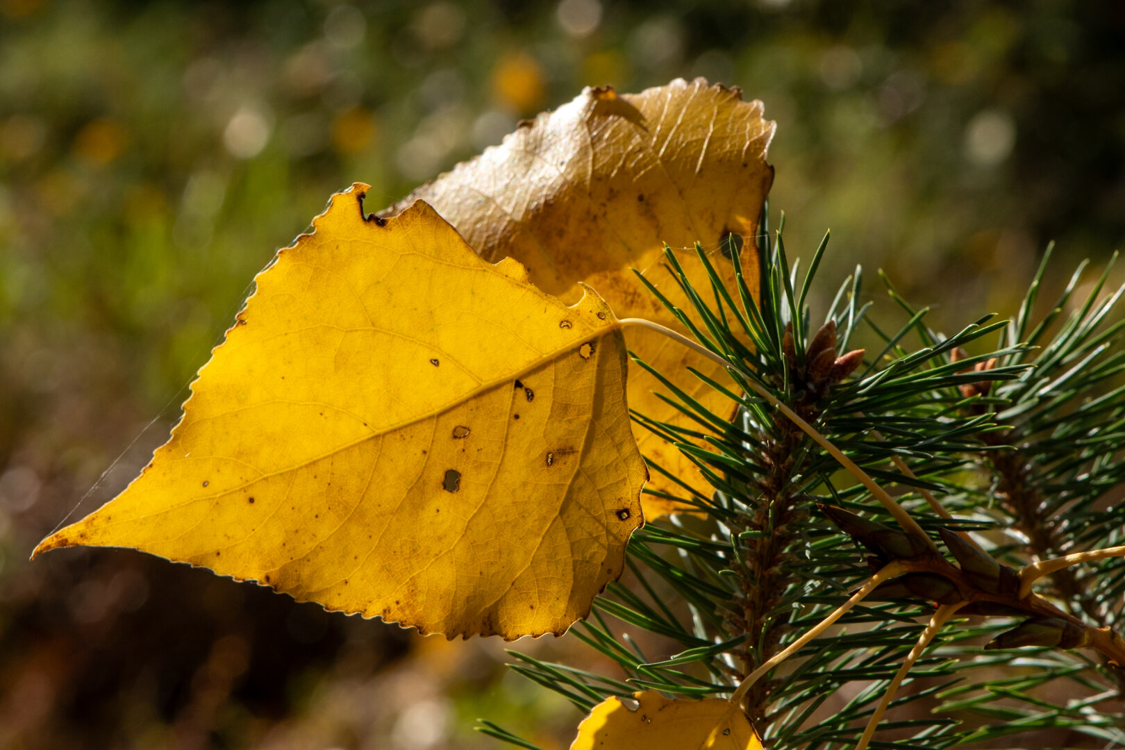 #autumn #dechsi #franconia #erlangen