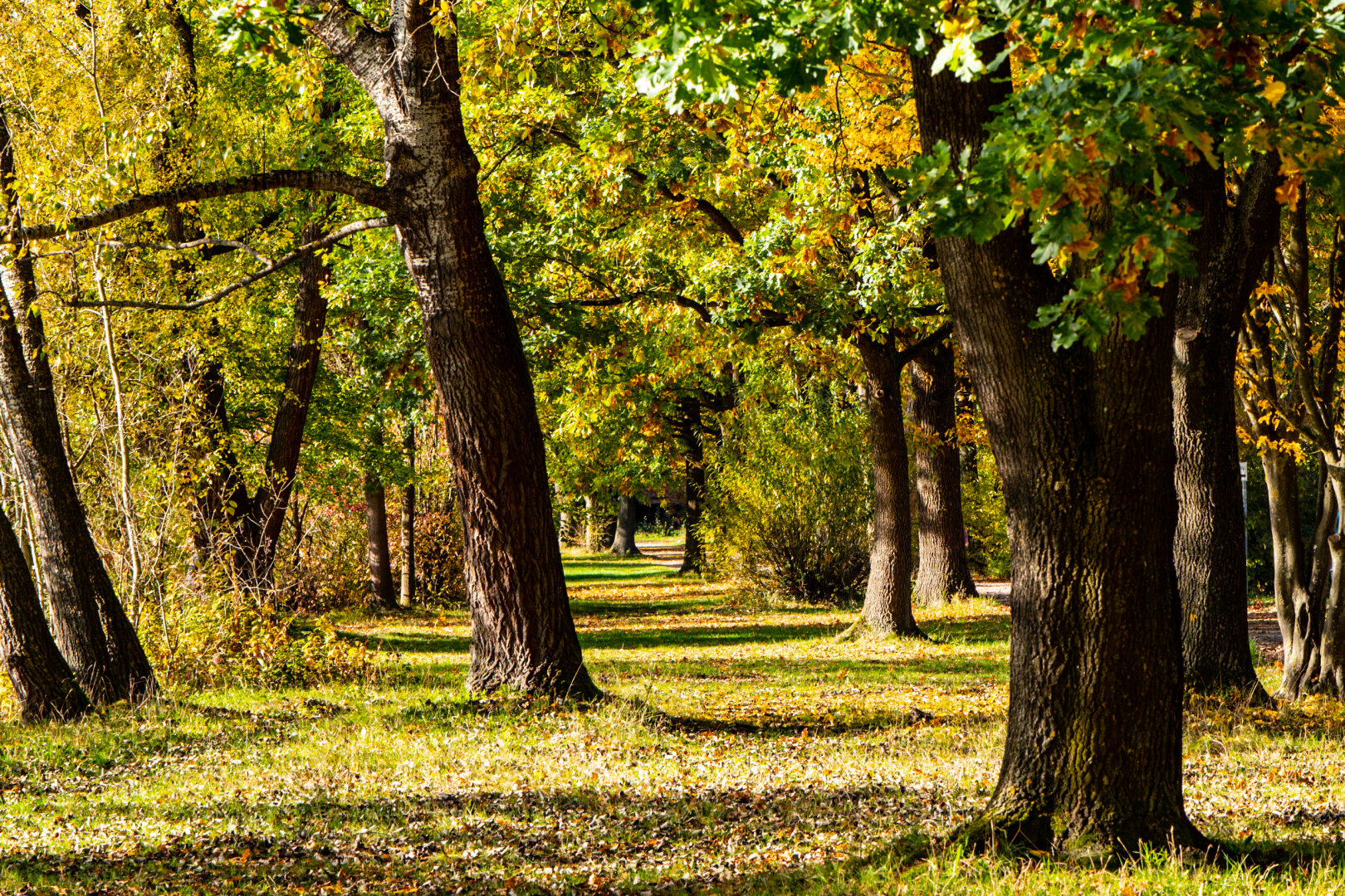 #autumn #dechsi #franconia #erlangen