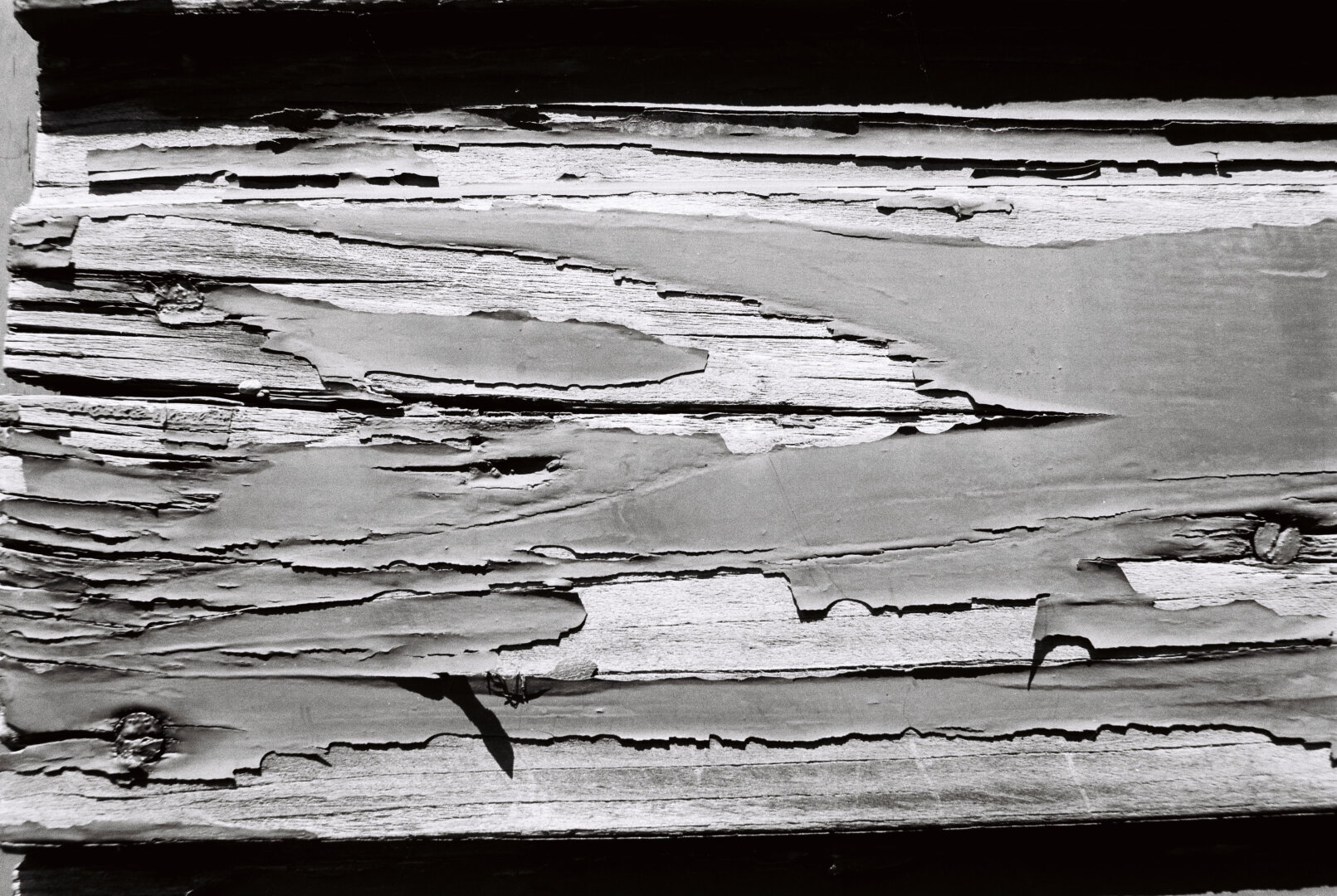 Closeup of distressed wood with the remains of peeling paint on the surface. The wood itself has deep cracks along its grain.