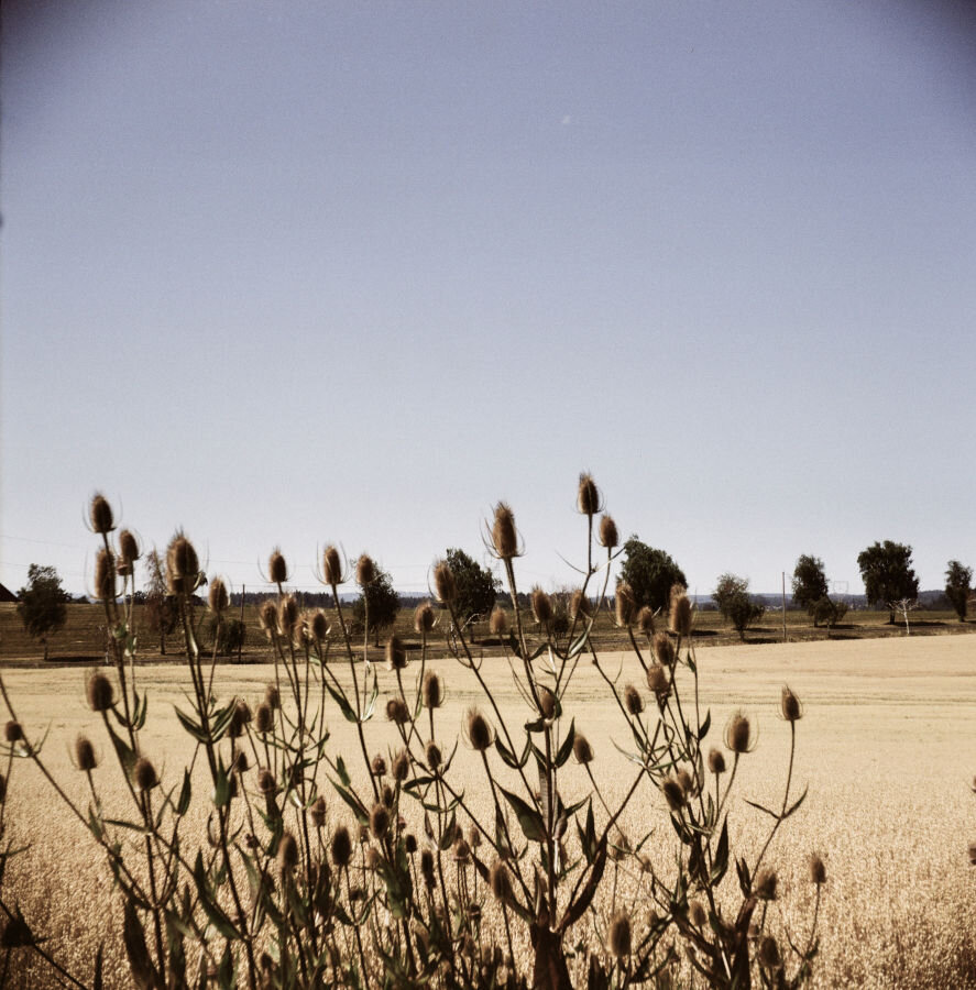 A line of teasels in front of a wheat field with a tree-lined drive in the background.