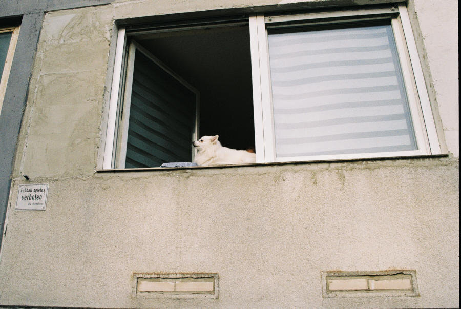 A fluffy white Spitz dog in the window of a plain gray building. Next to the window is a sign forbidding playing football.