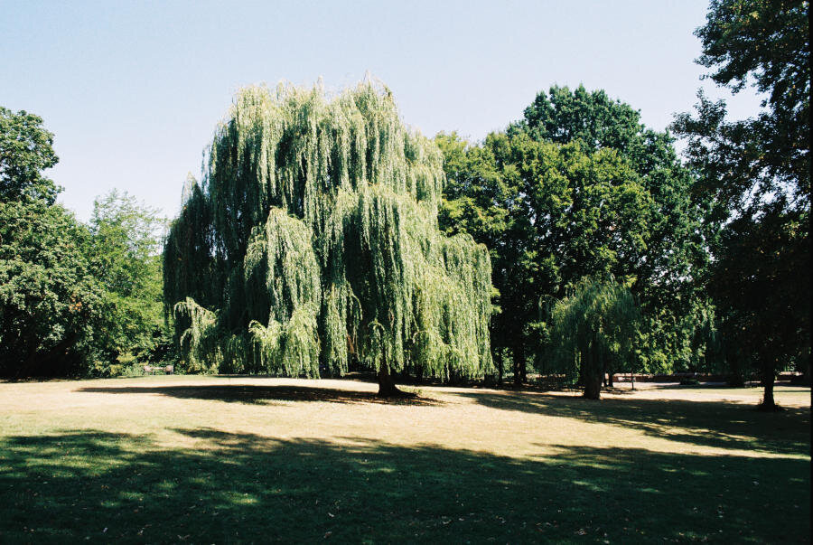 A willow tree