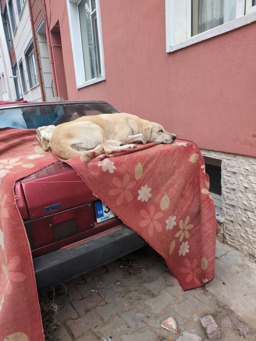 A stray dog sleeping on top of the trunk of a old and unused car.