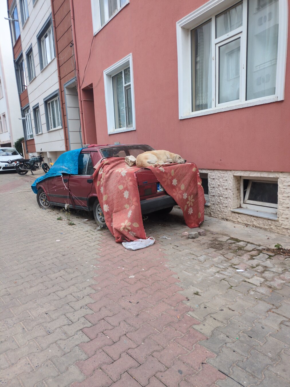 A stray dog sleeping on top of the trunk of a old and unused car.
