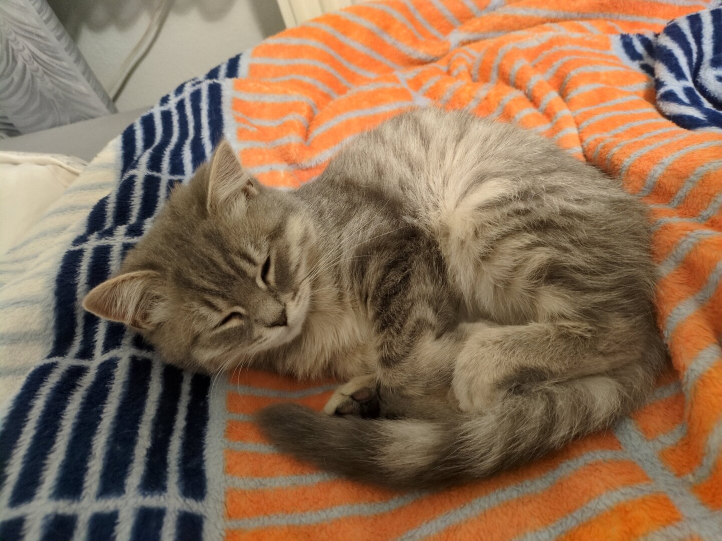 Luck the gray cat sleeping in a cute position on top of a blanket.