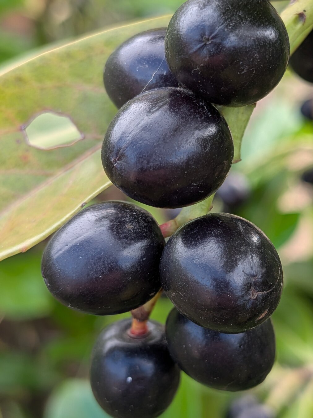 Eine Nahaufnahme . Der Zweig eines Kirsch Lorbeers . Sieben Beeren  hängen am Zweig . Prall , dunkel und fest . Glänzen im Licht der Sonne . Licht und Schatten spielen auf den Beeren . Der Hintergrund ist verwaschen gehalten . 

A close-up. A branch of a cherry laurel. Seven berries hang from the branch. Plump, dark and firm. They glisten in the sunlight. Light and shadow play across the berries. The background is kept blurred.