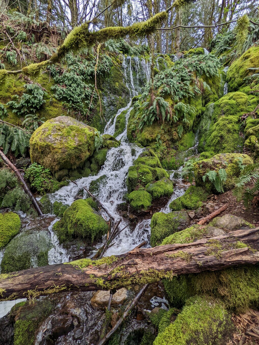 A waterfall cascades over moss-covered rocks and fallen logs in a lush, green forest environment