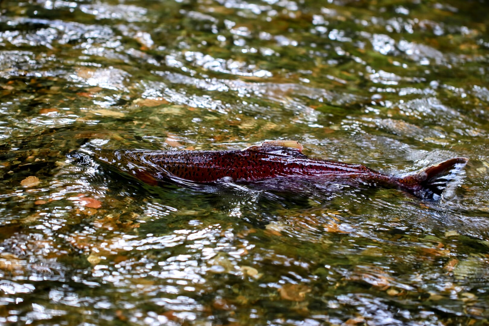 A bright red Coho salmon is swimming upstream in a shallow, rocky creek during the spawning season. The fish is partially submerged in the flowing water, surrounded by green and brown riverbed elements